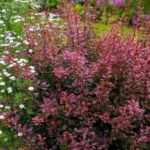 Rose Glow Barberry Live Shrub - 3 inch Pot, Outdoor - Image 1