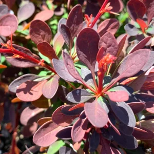 Rose Glow Barberry Live Shrub - 3 inch Pot, Outdoor - Image 2