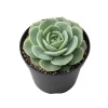 Rose Graptoveria Succulent Live Plant - Pink Houseplant in 4 Inch Pot - Image 1