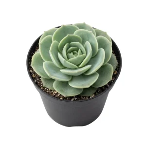 Rose Graptoveria Succulent Live Plant - Pink Houseplant in 4 Inch Pot - Image 1