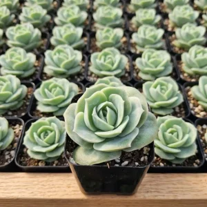Rose Graptoveria Succulent Live Plant - Pink Houseplant in 4 Inch Pot - Image 2