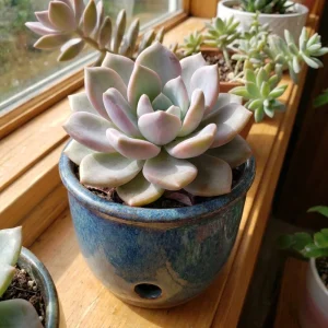 Rose Graptoveria Succulent Live Plant - Pink Houseplant in 4 Inch Pot - Image 3