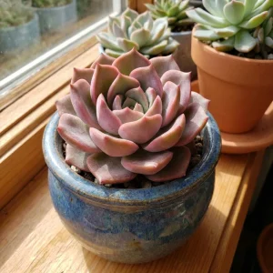 Rose Graptoveria Succulent Live Plant - Pink Houseplant in 4 Inch Pot - Image 4