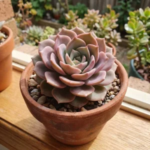 Rose Graptoveria Succulent Live Plant - Pink Houseplant in 4 Inch Pot - Image 5