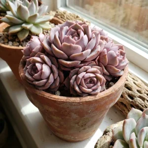 Rose Graptoveria Succulent Live Plant - Pink Houseplant in 4 Inch Pot - Image 6