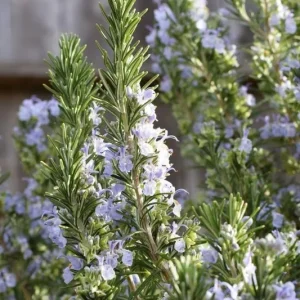 Rosemary Live Plant – 6-8 Inch Tall Fragrant Herb for Indoor & Outdoor - Image 2
