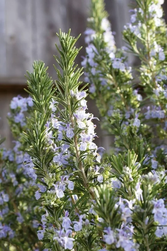 Rosemary Live Plant – 6-8 Inch Tall Fragrant Herb for Indoor & Outdoor - Image 2
