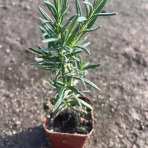 Rosemary Live Plant – 6-8 Inch Tall Fragrant Herb for Indoor & Outdoor - Image 3