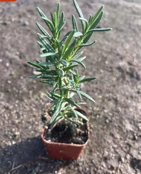 Rosemary Live Plant – 6-8 Inch Tall Fragrant Herb for Indoor & Outdoor - Image 3
