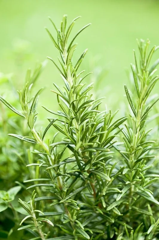 Rosemary Live Plant – 6-8 Inch Tall Fragrant Herb for Indoor & Outdoor - Image 4