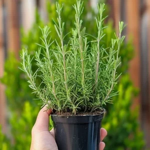 Rosemary Live Plant – 6-8 Inch Tall Fragrant Herb for Indoor & Outdoor - Image 5