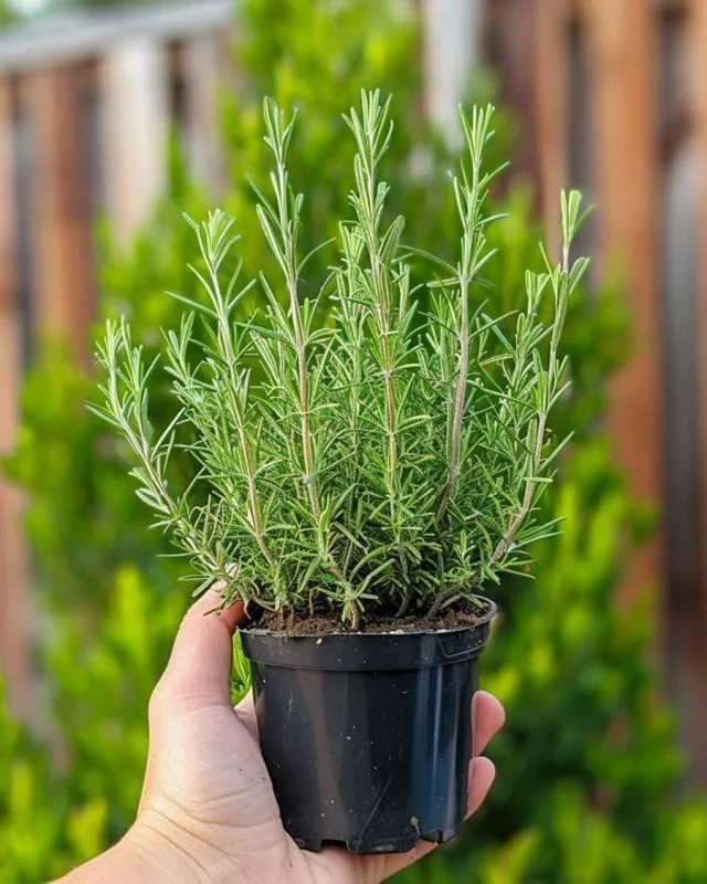 Rosemary Live Plant – 6-8 Inch Tall Fragrant Herb for Indoor & Outdoor - Image 5