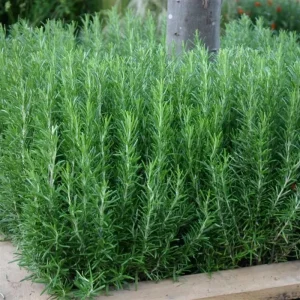 Rosemary Live Plant – 6-8 Inch Tall Fragrant Herb for Indoor & Outdoor - Image 6