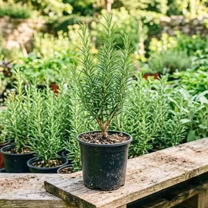 Rosemary Live Plant – Fragrant Herb – 4 Inch Pot – Indoor/Outdoor - Image 2