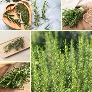 Rosemary Live Plant – Fragrant Herb – 4 Inch Pot – Indoor/Outdoor - Image 3