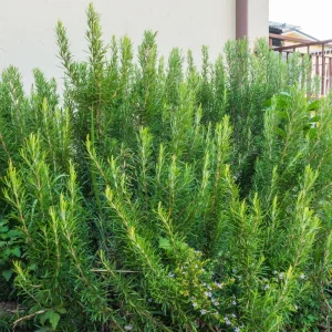 Rosemary Live Plant – Fragrant Herb – 4 Inch Pot – Indoor/Outdoor - Image 4