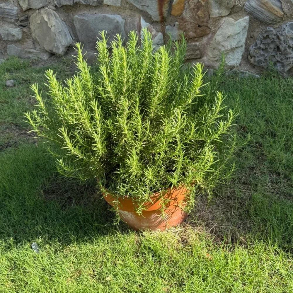 Rosemary Live Plant – Fragrant Herb – 4 Inch Pot – Indoor/Outdoor - Image 5