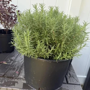 Rosemary Live Plant – Fragrant Herb – 4 Inch Pot – Indoor/Outdoor - Image 6