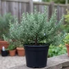 Rosemary Live Plant – Fragrant Herb – 4 Inch Pot – Indoor/Outdoor - Image 1