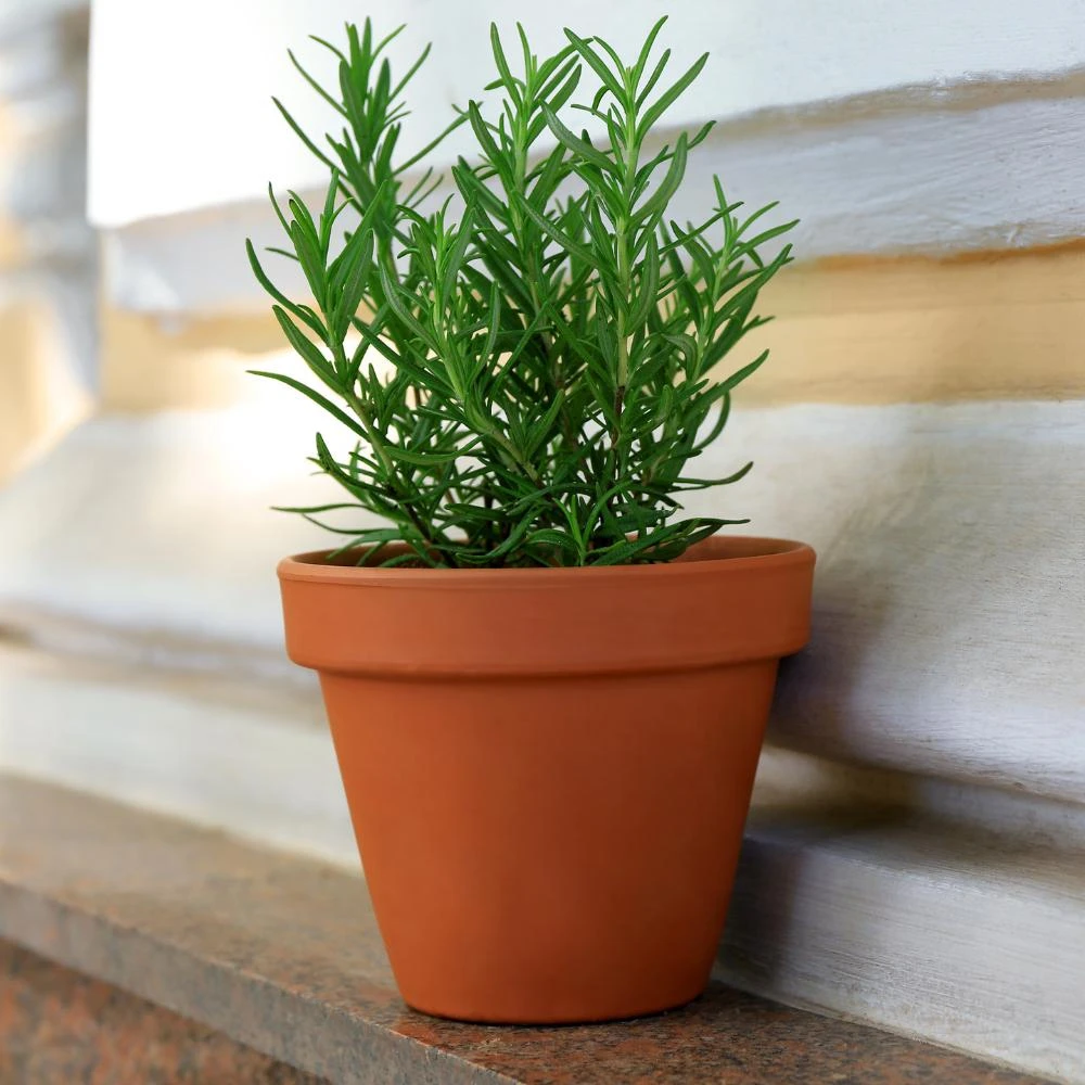 Rosemary Live Plant – Fragrant Herb – 4 Inch Pot – Indoor/Outdoor - Image 7
