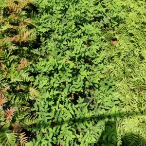 Royal Fern Live Plant Osmunda regalis - 5.25