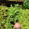 Royal Fern Live Plant Osmunda regalis - 5.25" Pot - Well Rooted Perennial for Shade - Image 1