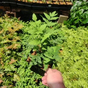 Royal Fern Live Plant Osmunda regalis - 5.25