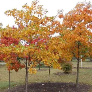 Sassafras Tree Live Plant - 15-20