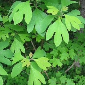 Sassafras Tree Live Plant - 15-20