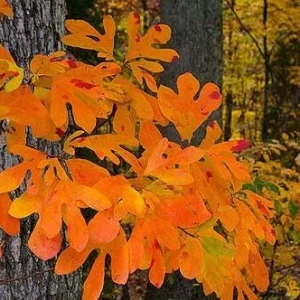 Sassafras Tree Live Plant - 15-20