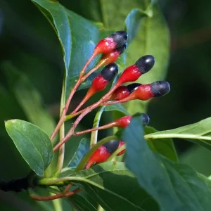 Sassafras Tree Live Plant - 15-20