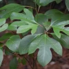 Sassafras Tree Live Plant - 15-20" Tall - 1 Gallon Pot - Outdoor Native Tree - Image 1
