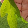 Sassafras Tree Live Plant 2-3 ft Tall - Native, Aromatic, Fall Foliage - Image 1