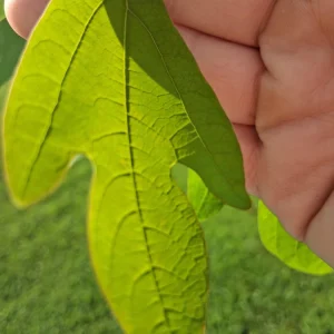 Sassafras Tree Live Plant 2-3 ft Tall - Native, Aromatic, Fall Foliage - Image 1