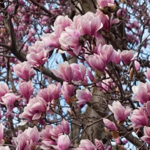 Saucer Magnolia Soulangeana Live Plant - 12-18