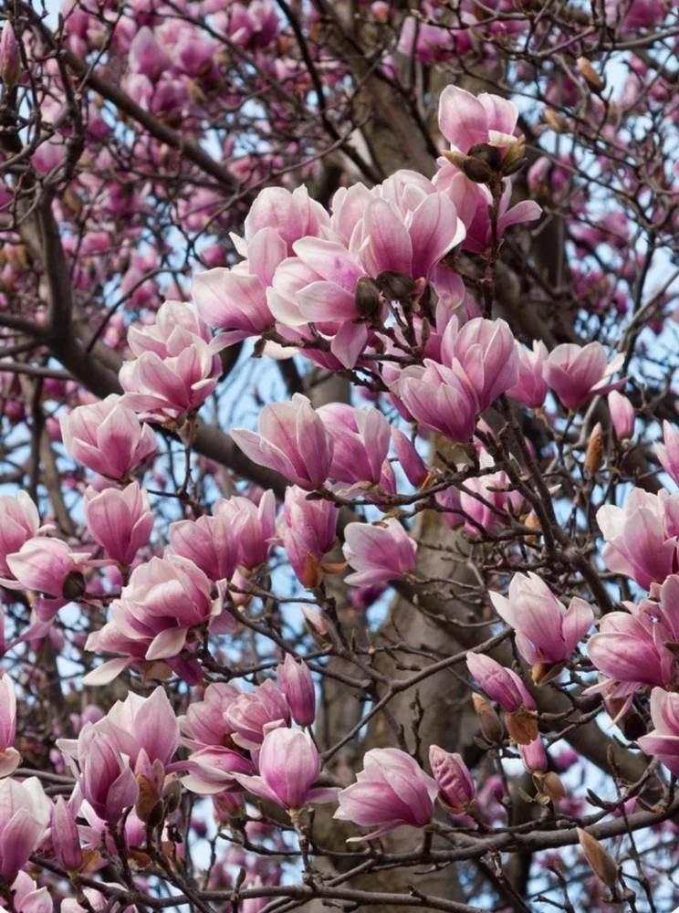 Saucer Magnolia Soulangeana Live Plant - 12-18" Trade Gallon - Pink & White Flowering Tree/Shrub - Image 2