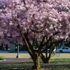 Saucer Magnolia Soulangeana Live Plant - 12-18" Trade Gallon - Pink & White Flowering Tree/Shrub - Image 1