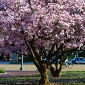 Saucer Magnolia Soulangeana Live Plant - 12-18