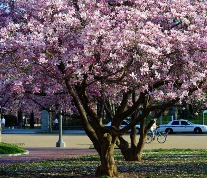 Saucer Magnolia Soulangeana Live Plant - 12-18" Trade Gallon - Pink & White Flowering Tree/Shrub - Image 1