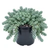 Sedum Dasyphyllum Live Succulent Plant - 2 Inch Pot, Compact Indoor - Image 1