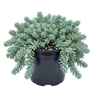 Sedum Dasyphyllum Live Succulent Plant - 2 Inch Pot, Compact Indoor - Image 1