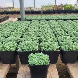 Sedum Dasyphyllum Live Succulent Plant - 2 Inch Pot, Compact Indoor - Image 2