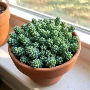 Sedum Dasyphyllum Live Succulent Plant - 2 Inch Pot, Compact Indoor - Image 3