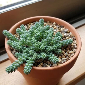 Sedum Dasyphyllum Live Succulent Plant - 2 Inch Pot, Compact Indoor - Image 4