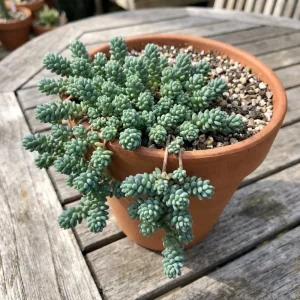 Sedum Dasyphyllum Live Succulent Plant - 2 Inch Pot, Compact Indoor - Image 5