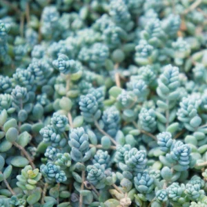 Sedum Dasyphyllum Live Succulent Plant - 2 Inch Pot, Compact Indoor - Image 6