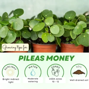 Set of 2 Pilea Chinese Money Live Plants – Easy Care Indoor Houseplant – 2 Inch Pot - Image 2