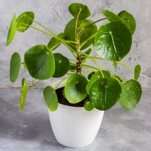 Set of 2 Pilea Chinese Money Live Plants – Easy Care Indoor Houseplant – 2 Inch Pot - Image 5