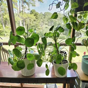 Set of 2 Pilea Chinese Money Live Plants – Easy Care Indoor Houseplant – 2 Inch Pot - Image 6