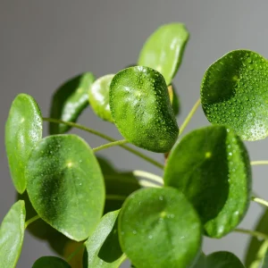 Set of 2 Pilea Chinese Money Live Plants – Easy Care Indoor Houseplant – 2 Inch Pot - Image 7